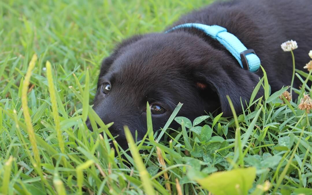 Cão com coleira nylon