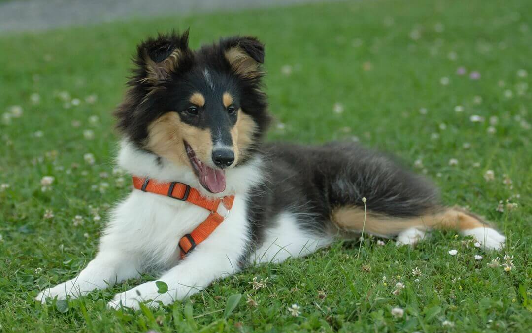 Cão com peitoral de nylon americano