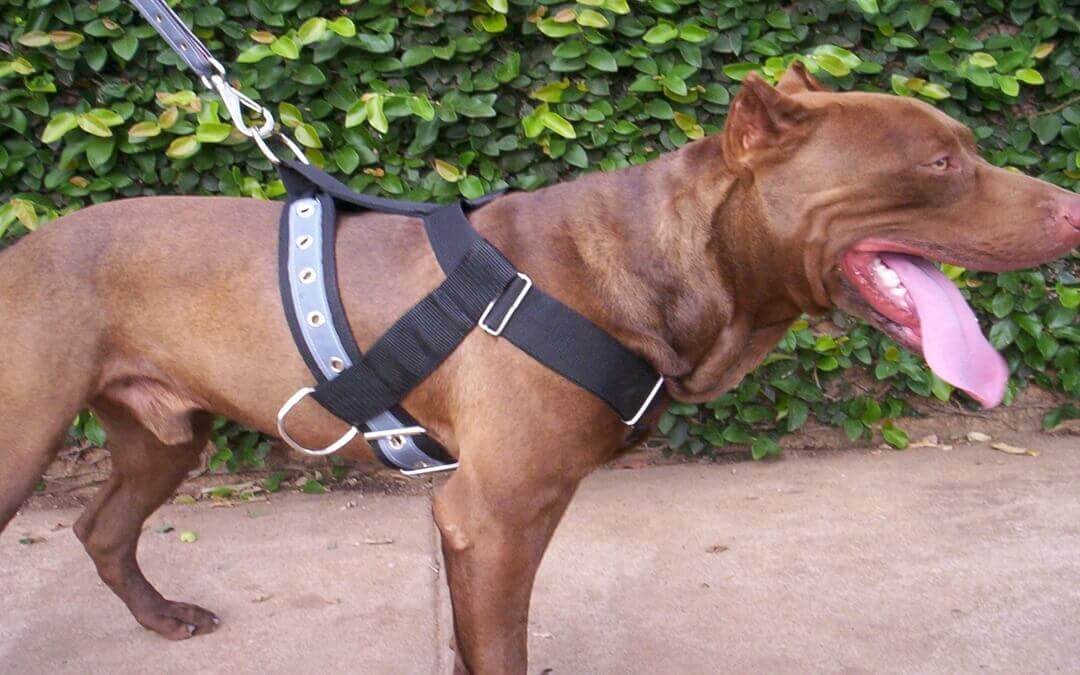 Peitoral tração e passeio em cão da raça Pitbull.