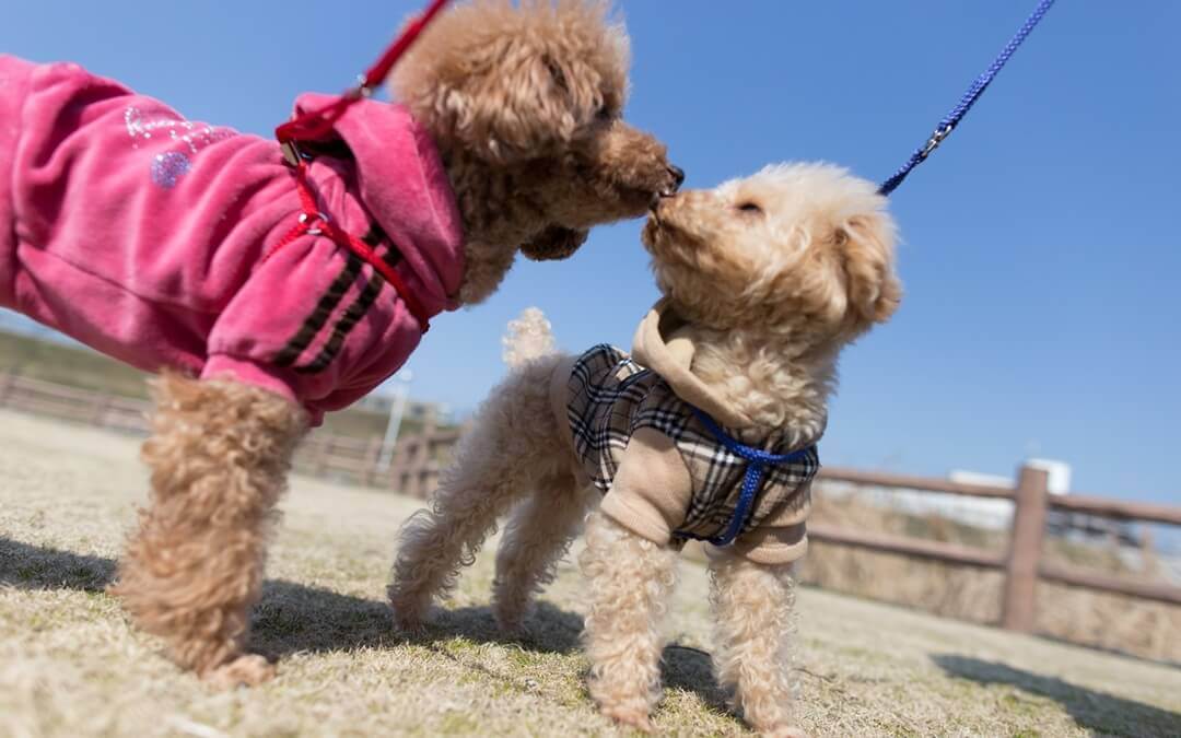 Dois cães poodle com roupas.