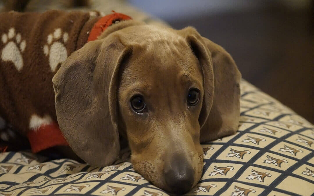 Cão com suéter de inverno da Alternativapet